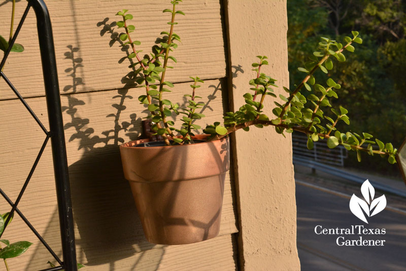 pot clip balcony gold painted terra cotta pot Central Texas Gardener