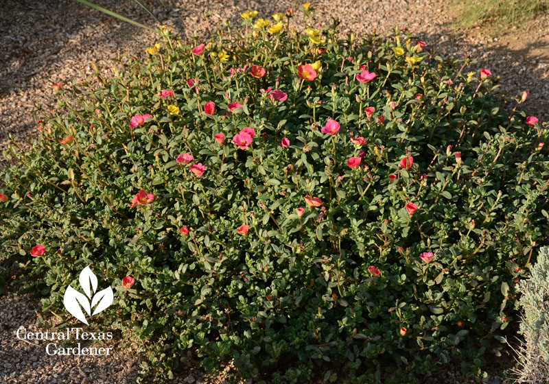 purslane portulaca Central Texas Gardener