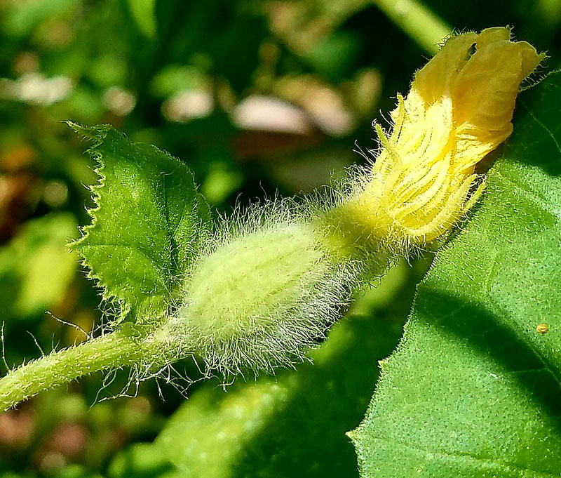 squash blossom Robin McGary Central Texas Gardener