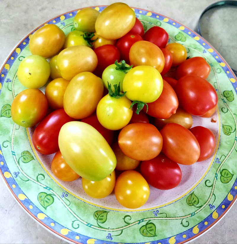 Robin Mcgary tomatoes Central Texas Gardener