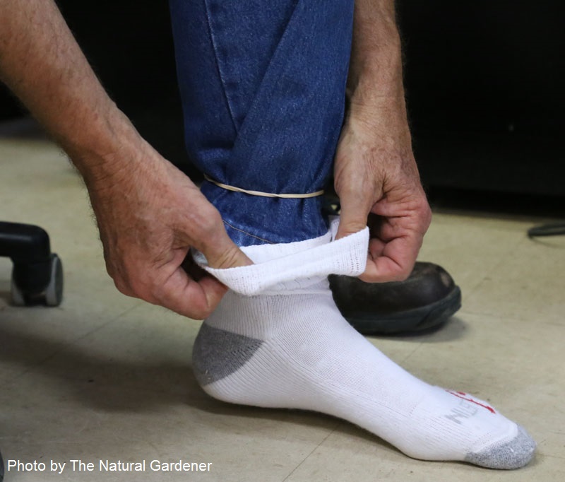 rubber band and socks chigger protect Central Texas Gardener