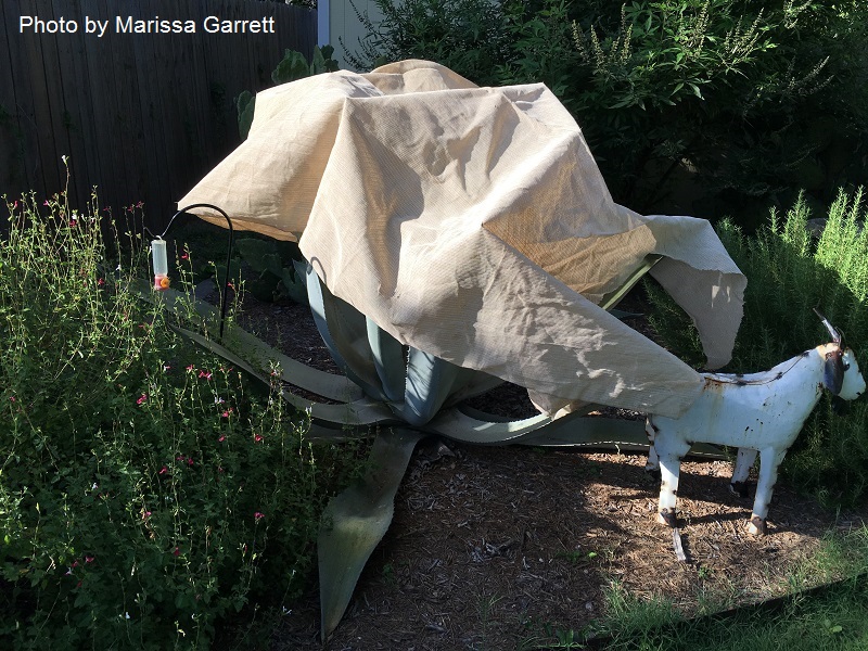 shading agaves from sun scald Central Texas Gardener