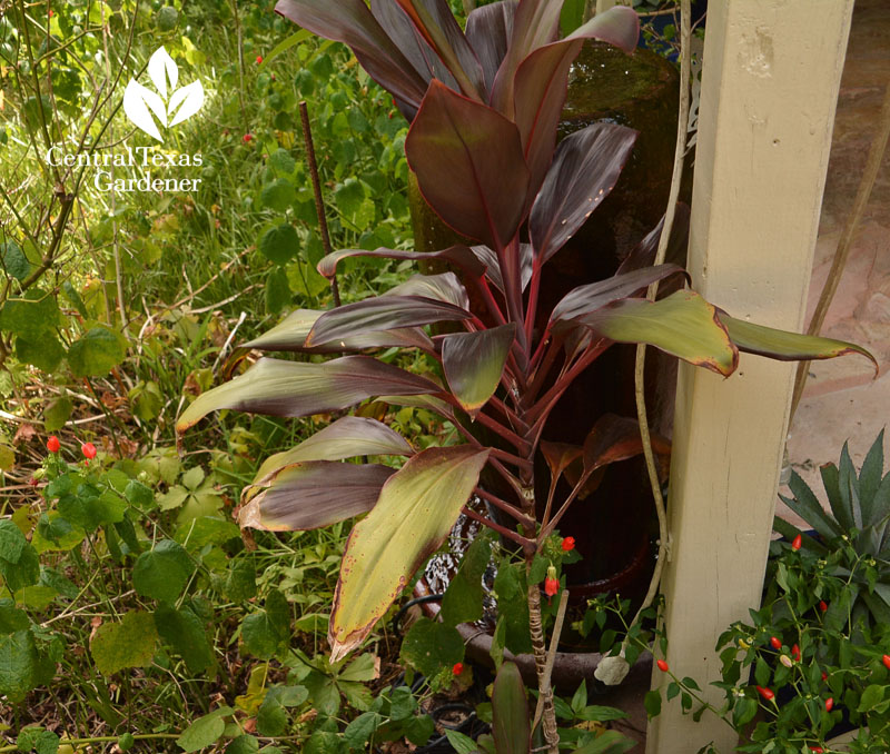 sun scald cordyline Central Texas Gardener