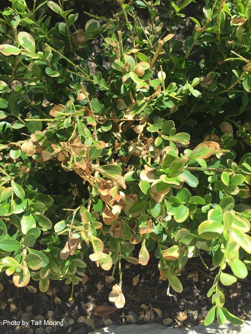 sun scald on boxwood hedge Central Texas Gardener