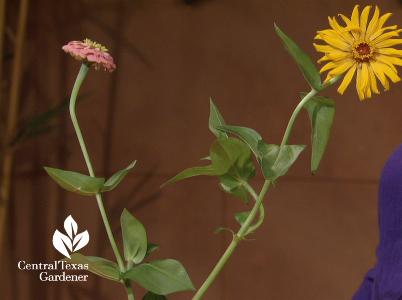 tall cutting zinnias Central Texas Gardener