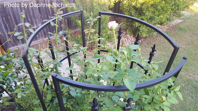 trellises into obelisk shrub rose Central Texas Gardener