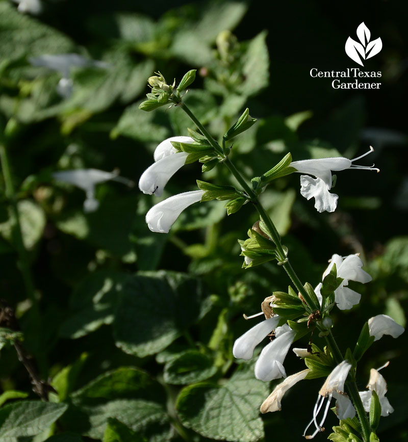 white Salvia coccinea Central Texas Gardener