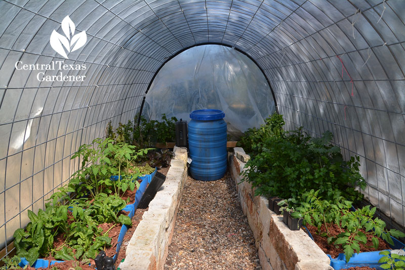 wicking beds in quonset hut vegetable garden Central Texas Gardener