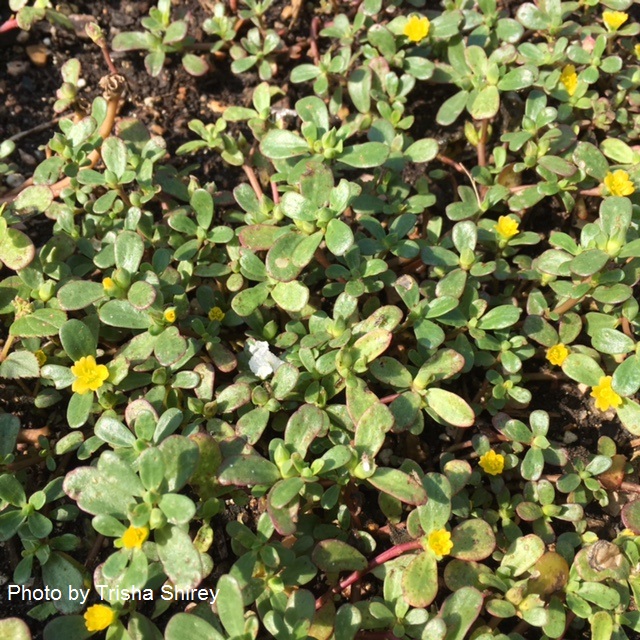 wild portulaca flowers Central Texas Gardener