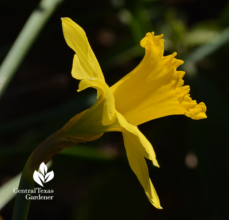 Narcissus 'Gigantic Star' Central Texas Gardener