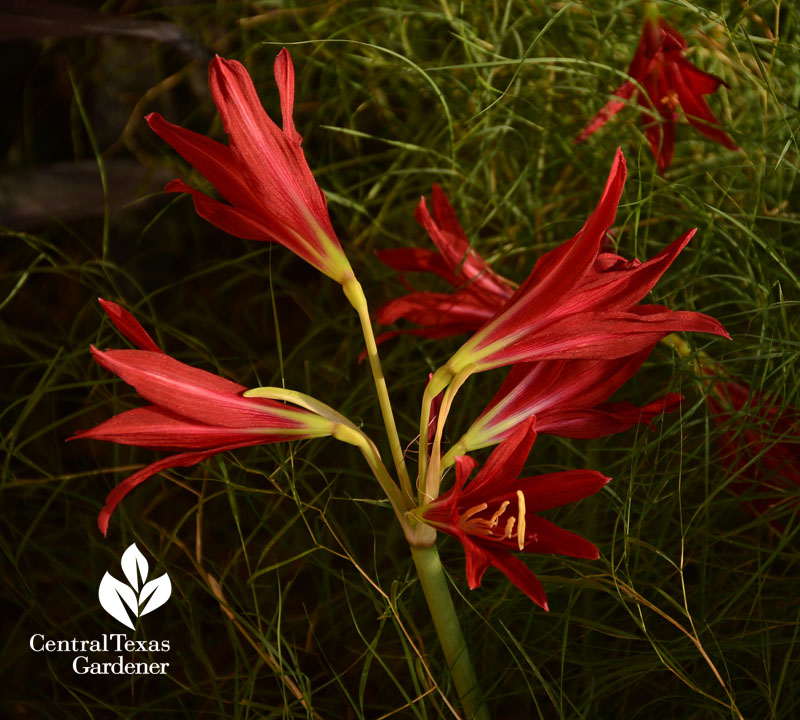 Oxblood lily Central Texas Gardener