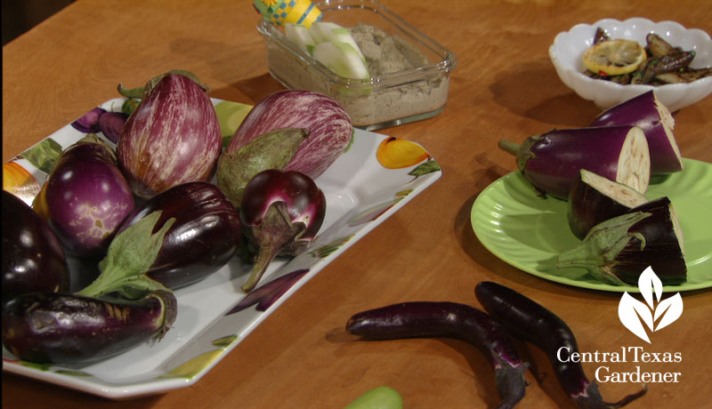 eggplant growing and recipes Trisha Shirey Central Texas Gardener