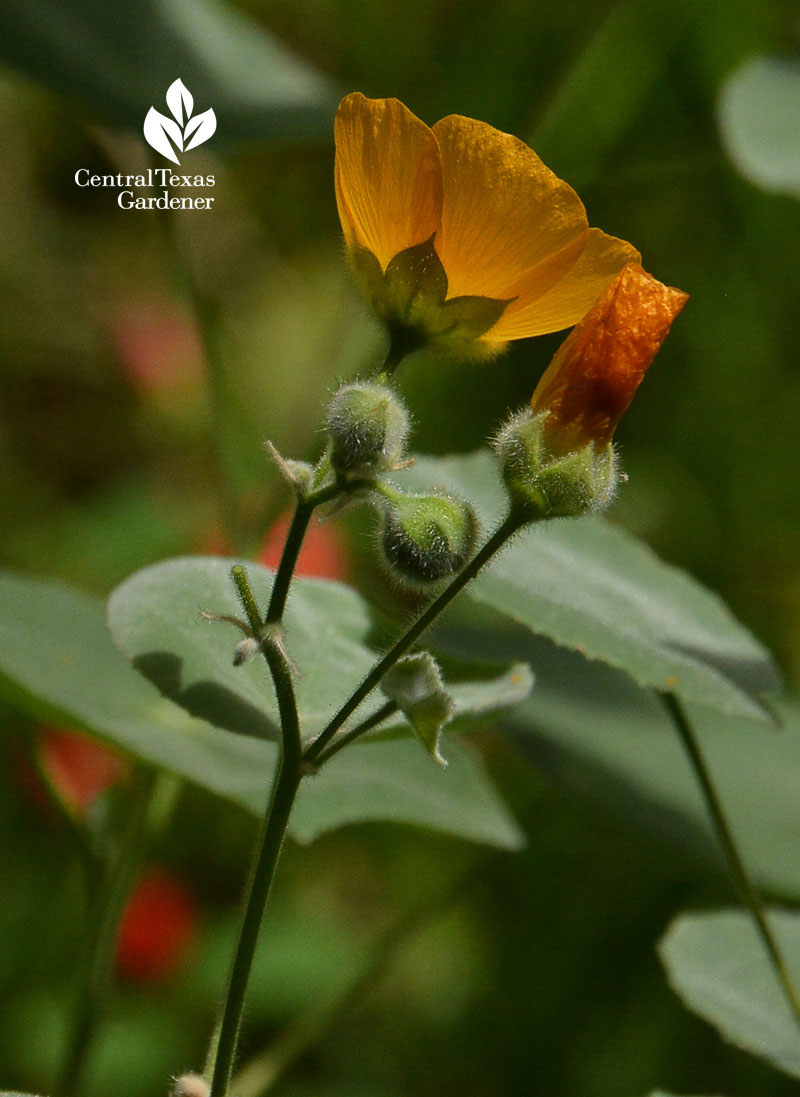 Abutilon palmeri Central Texas Gardener