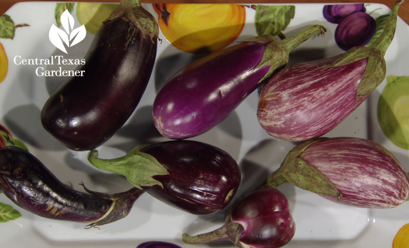 Black Beauty, Nadia, Grafitti eggplant Central Texas Gardener