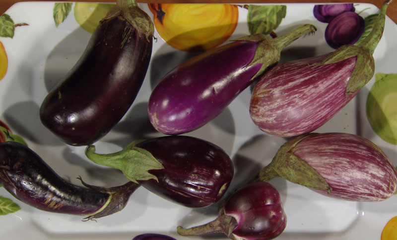 Black Beauty, Nadia, grafitti eggplant