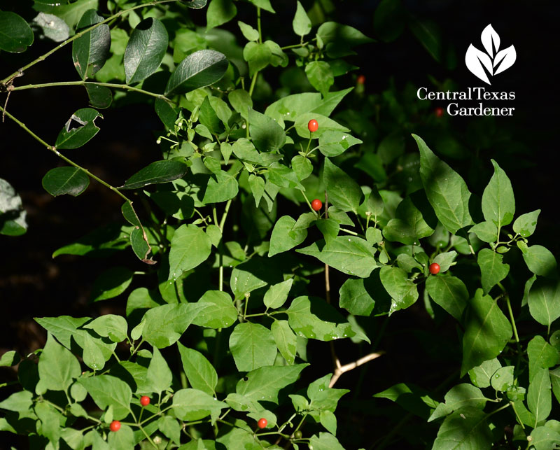 Chile pequin Central Texas Gardener