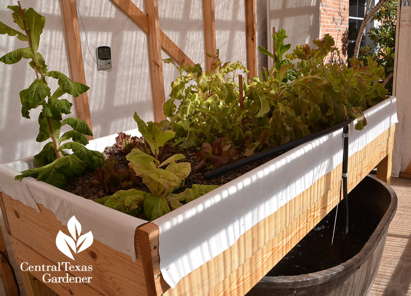 Crockett High School aquaponics lettuce Central Texas Gardener