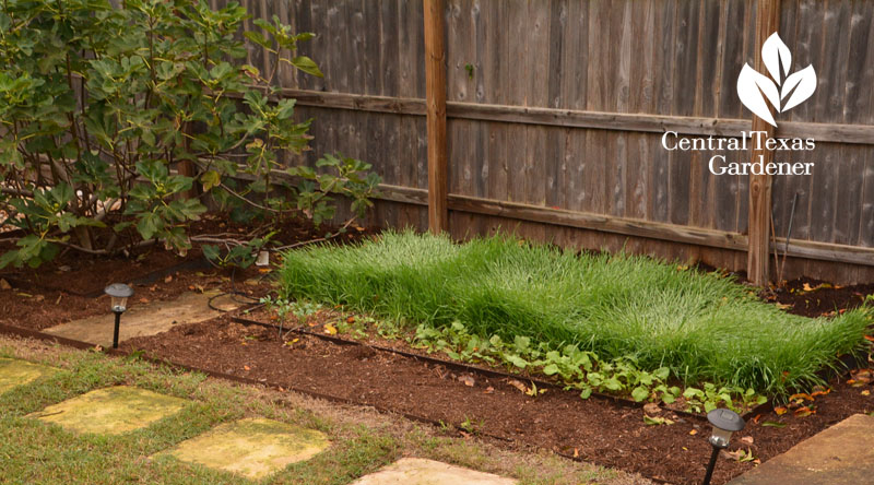 Elbon rye cover crop Central Texas Gardener