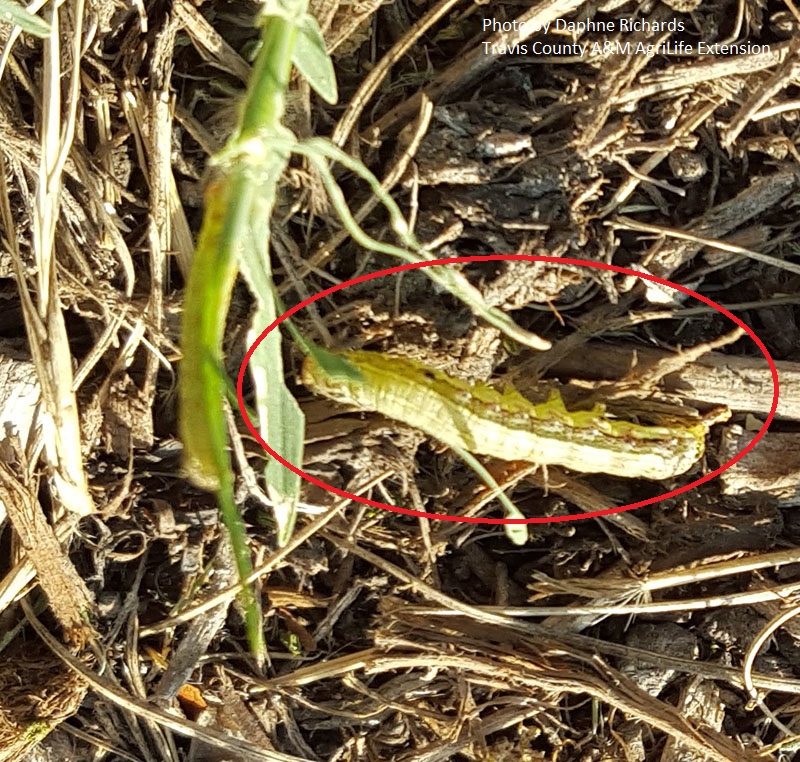 Fall army worm in grass Central Texas Gardener