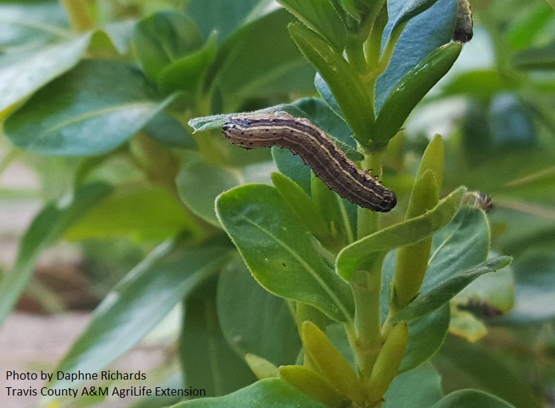 Fall army worms Central Texas Gardener