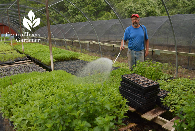 Frank Arnosky in greenhouses Arnoskey Family Farms Central Texas Gardener