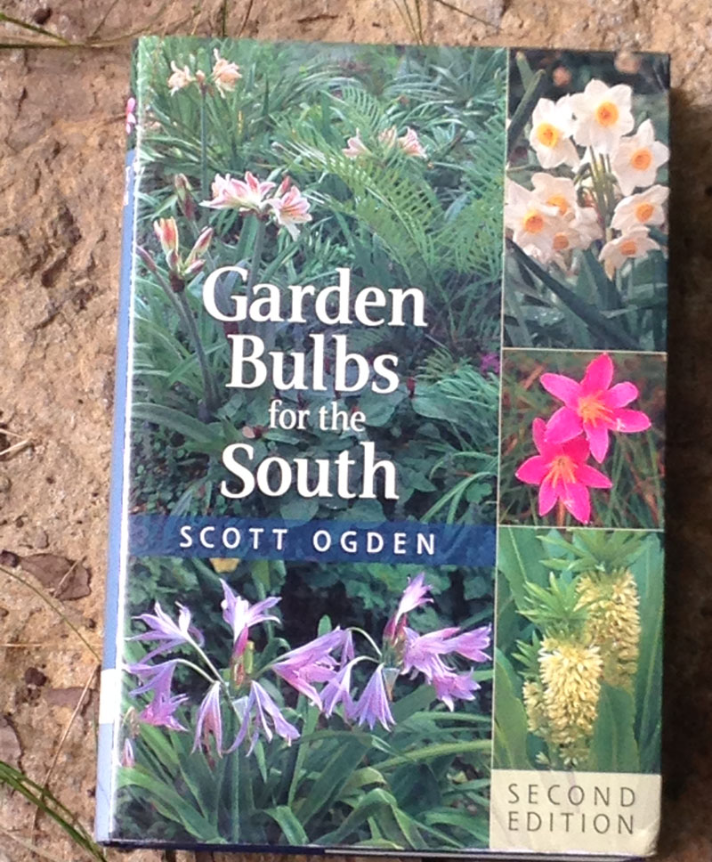 Garden Bulbs for the South Central Texas Gardener