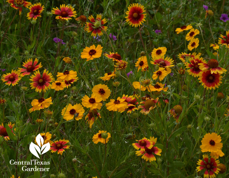 Indian blanket and Thelesperma wildflowers Central Texas Gardener