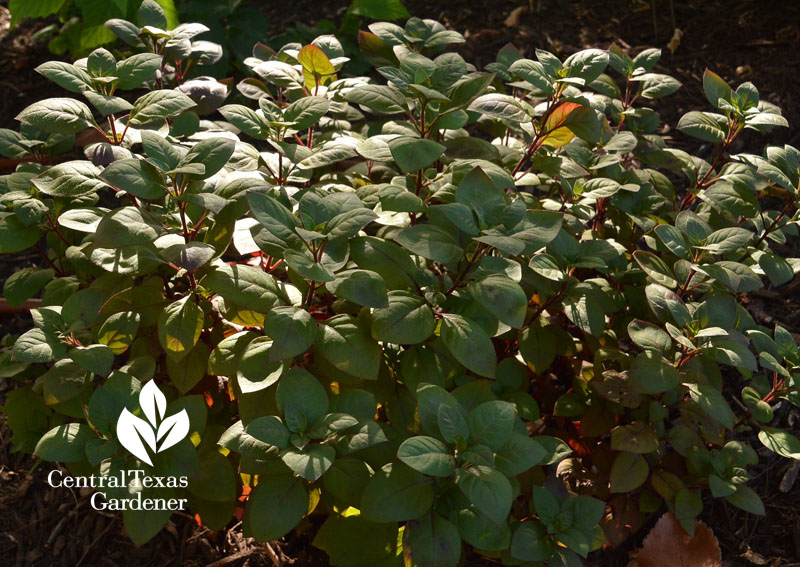 Little Ruby Alternanthera Central Texas Gardener