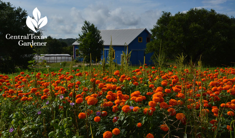 Marigolds Arnosky Family Farms Central Texas Gardener