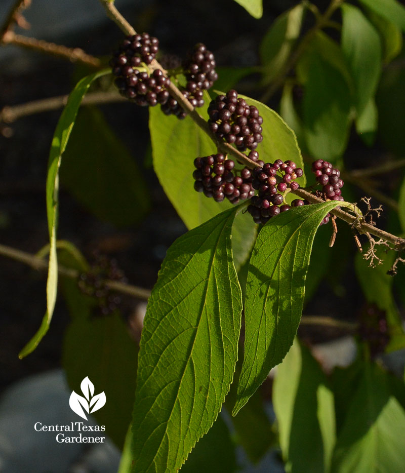 Mexican beautyberry Central Texas Gardener