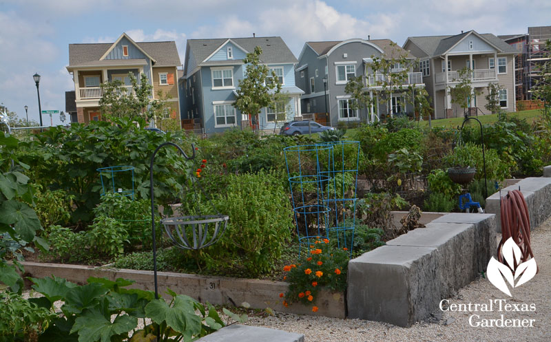 Mueller Community Gardens Central Texas Gardener