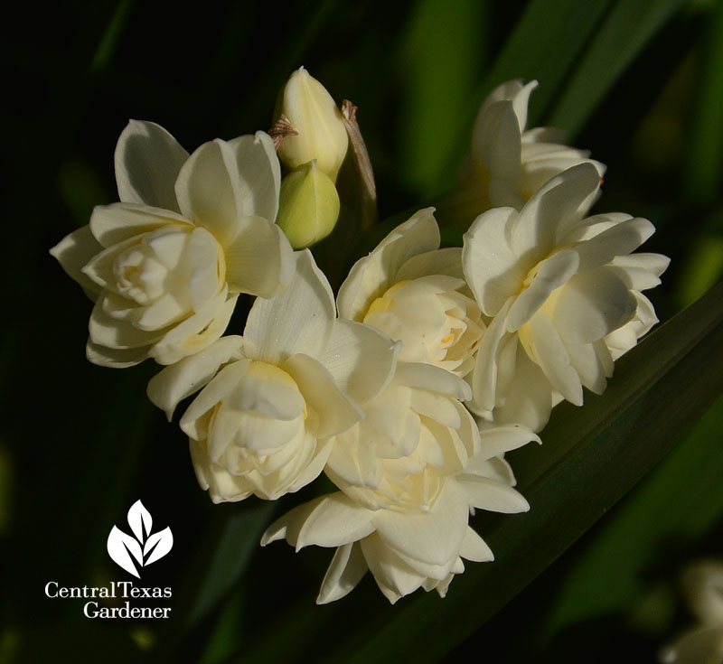 Narcissus Erlicheer Central Texas Gardener