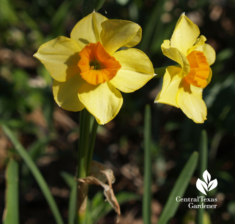 Narcissus falconet Central Texas Gardener