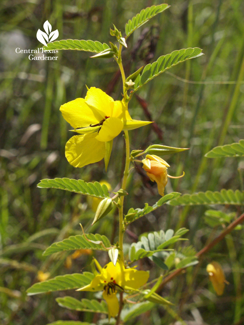 Partridge pea Central Texas Gardener