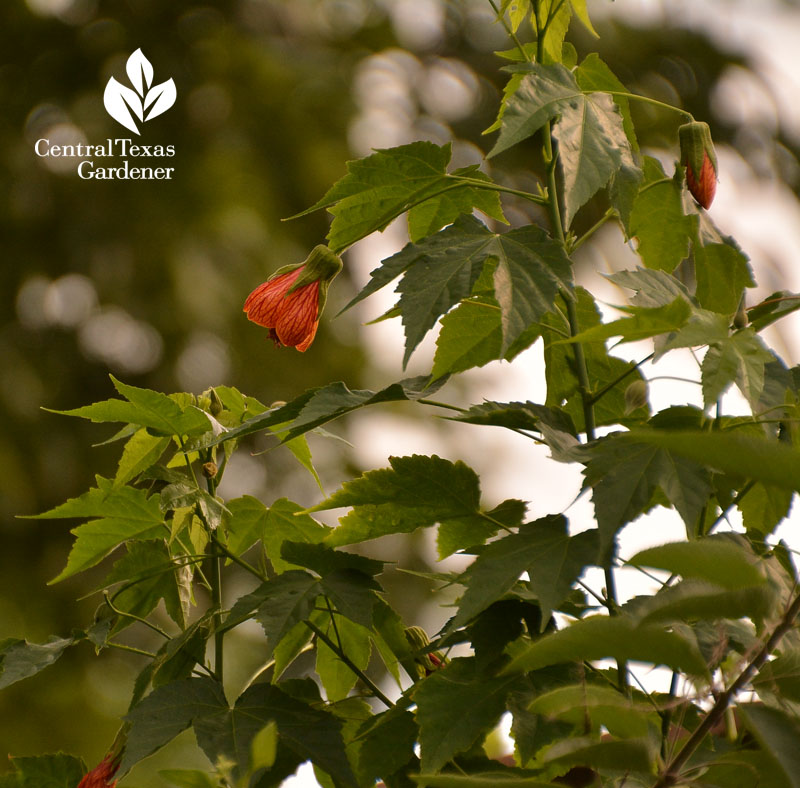 Patrick abutilon Central Texas Gardener