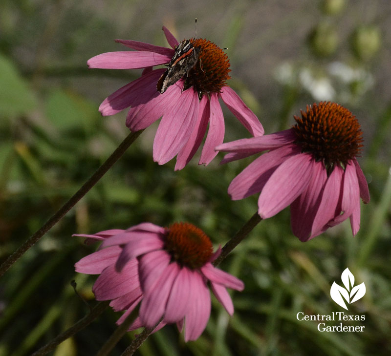 Red Admiral butterfly native coneflower Central Texas Gardener