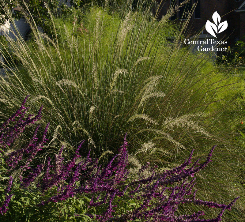 Salvia leucantha and Lindheimer muhly Central Texas Gardener