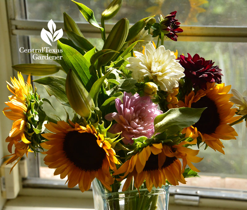 Texas Specialty Cut Flowers bouquet Central Texas Gardener