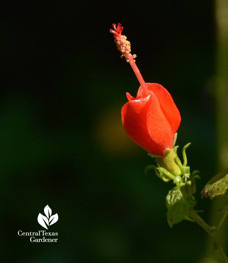 Turk's cap stamen Central Texas Gardener