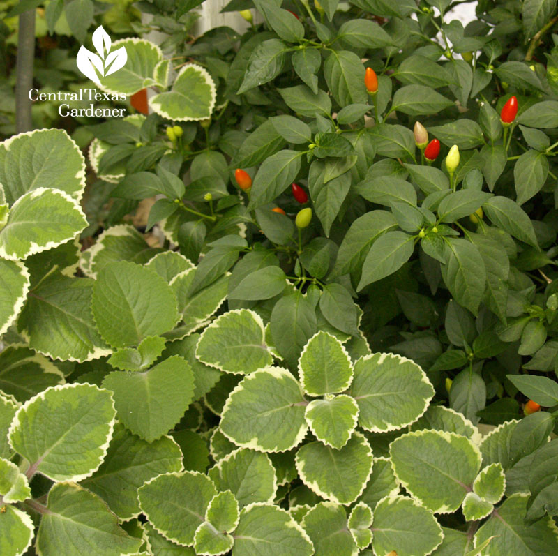 variegated Cuban oregano and patio peppers, Central Texas Gardener