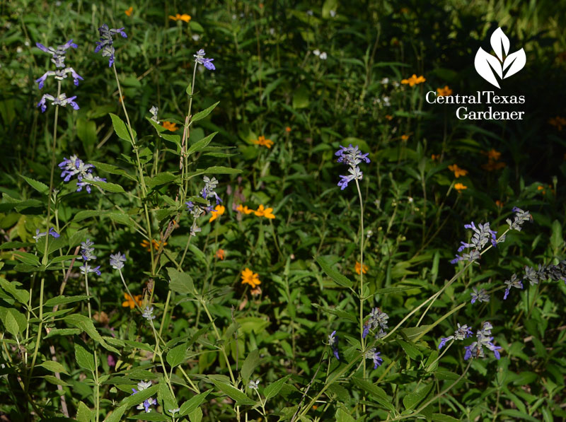 Zexmenia and Henry Duelberg salvia Central Texas Gardener