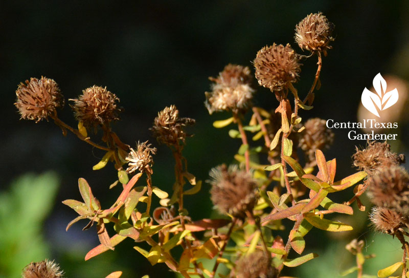 aster seed heads Central Texas Gardener