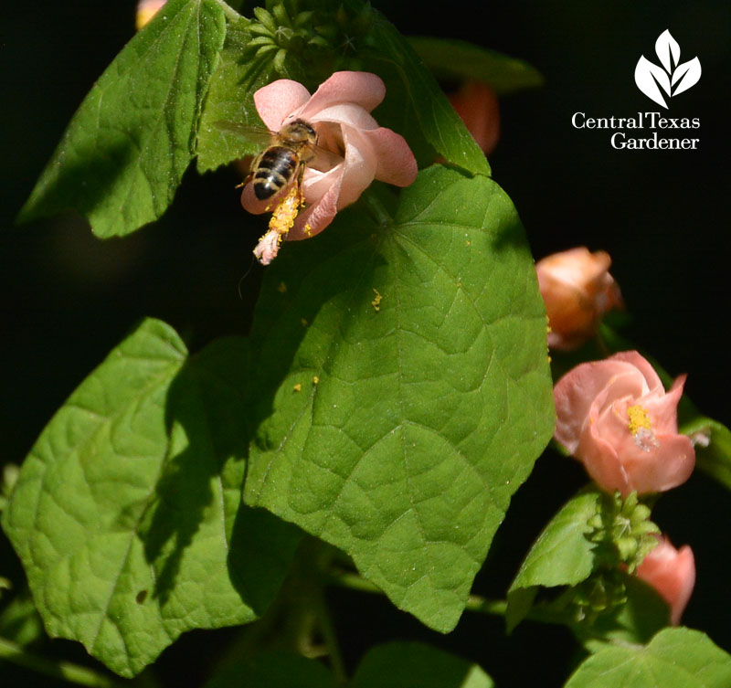 bee Pam's Pink turk's cap Central Texas Gardener