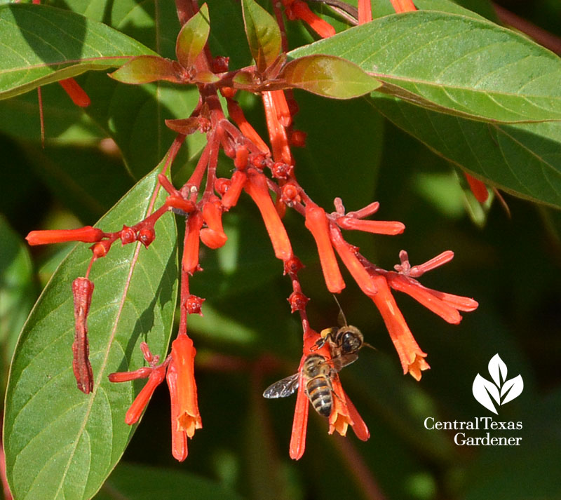 bee on Hamelia patens Central Texas Gardener