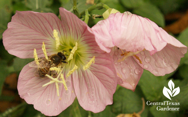 bee on pink evening primrose