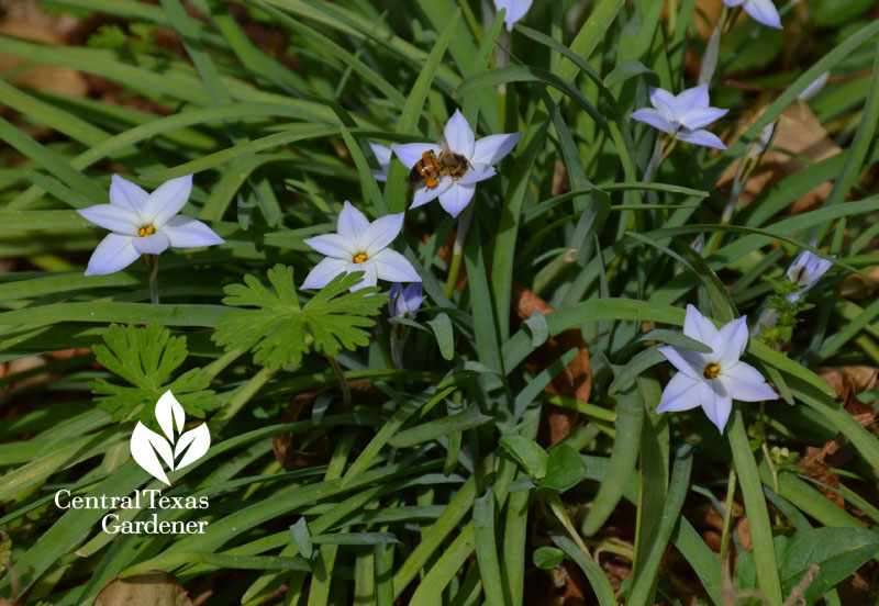 bee on spring star flower Ipheion Central Texas Gardener