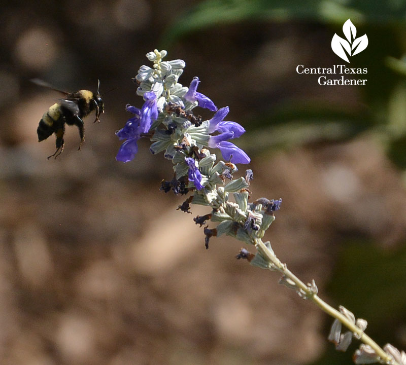 bee salvia farinacea Central Texas Gardener