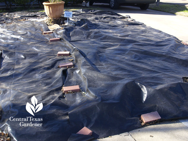 solarize lawn with black tarp Central Texas Gardener