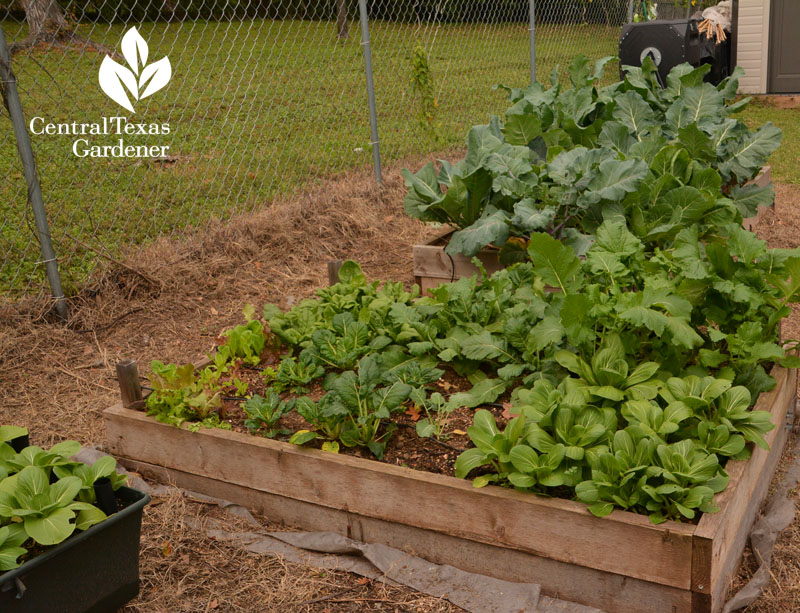 bok choy other greens raised wood bed Central Texas Gardener