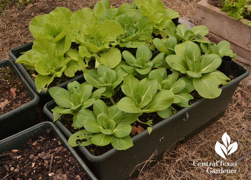 bok choy self watering beds Central Texas Gardener